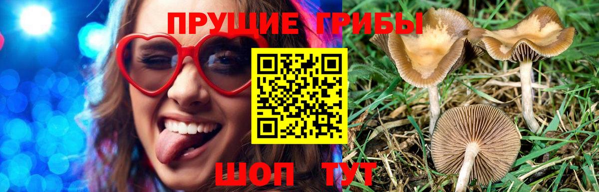 Галлюциногенные грибы Psilocybine cubensis Рубцовск